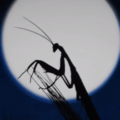 Aussie_Mantis